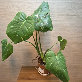 Monstera Deliciosa Thai Constellation č1
