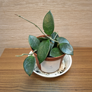 Hoya Chouke č3
