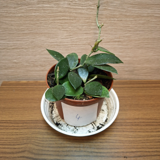 Hoya Chouke č4