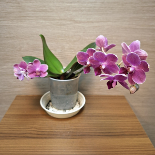 Phalaenopsis Mini