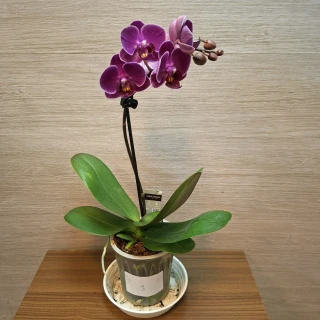 Phalaenopsis Mini č3
