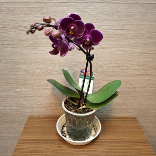 Phalaenopsis Mini