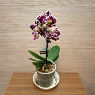 Phalaenopsis Mini