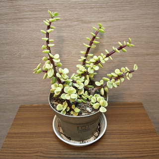 Portulacaria Afra Variegata
