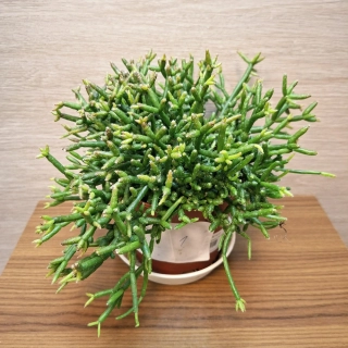 Rhipsalis Burchellii č1