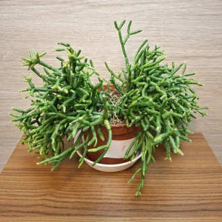 Rhipsalis Burchellii č1
