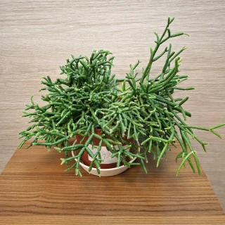 Rhipsalis Burchellii č2