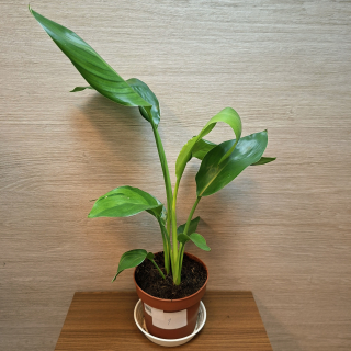 Strelitzia Reginae č1