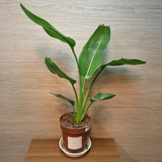 Strelitzia Reginae č1