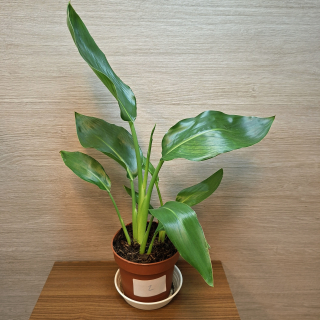 Strelitzia Reginae č2