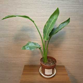 Strelitzia Reginae č2