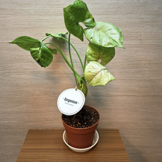 Syngonium Grey Ghost