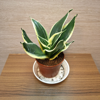 Sansevieria Hahnii