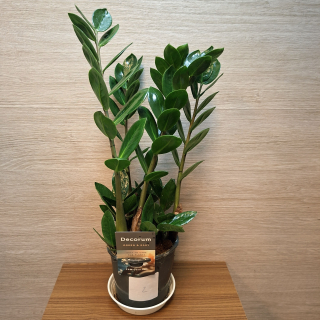 Zamioculcas Zamiifolia Lima č2