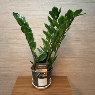 Zamioculcas Zamiifolia Lima č3
