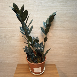 Zamioculcas Raven Black č2