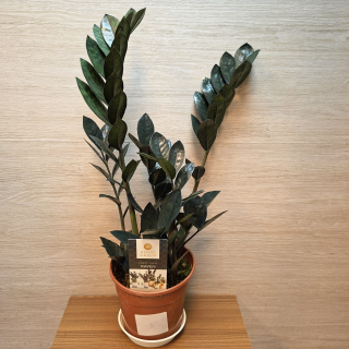 Zamioculcas Raven Black č3