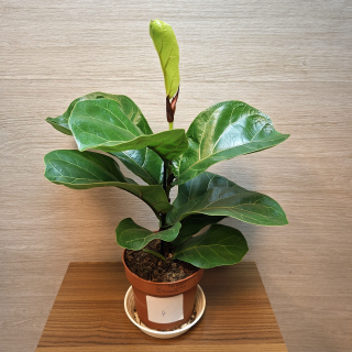 Ficus Lyrata Bambino č4