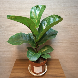 Ficus Lyrata Bambino č5