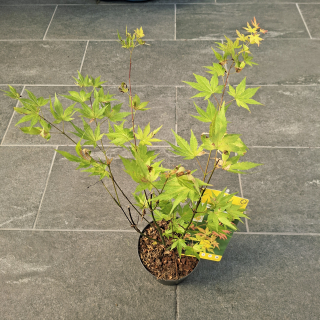 Acer Palmatum Orange Dream