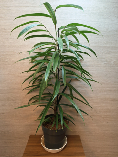 Ficus Binnendijkii Alii