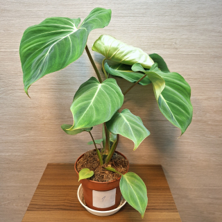 Philodendron Gloriosum č1