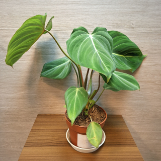 Philodendron Gloriosum č2