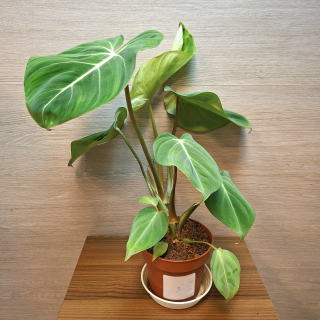 Philodendron Gloriosum č3