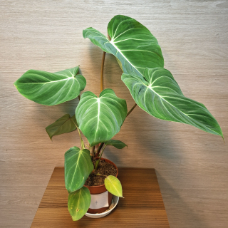 Philodendron Gloriosum č4