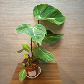 Philodendron Gloriosum č5