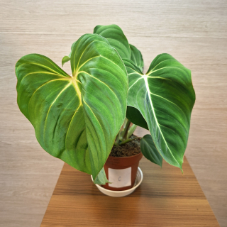 Philodendron Gloriosum č6