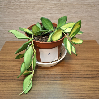 Hoya Burtoniae Variegata "S" č1