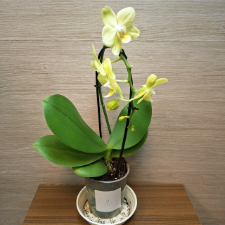 Phalaenopsis Mini světle zelená č1