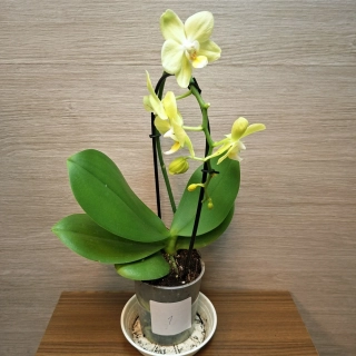 Phalaenopsis Mini světle zelená č1