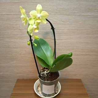 Phalaenopsis Mini světle zelená č2
