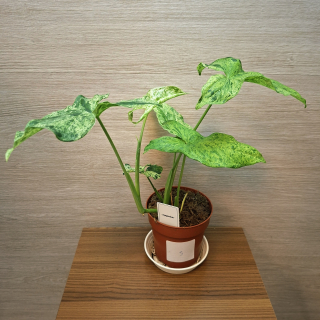 Syngonium Mottled č3