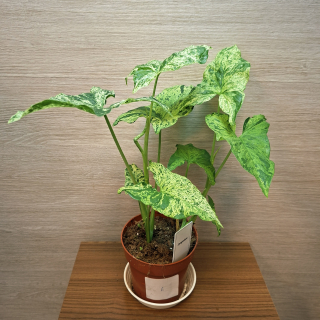 Syngonium Mottled č6