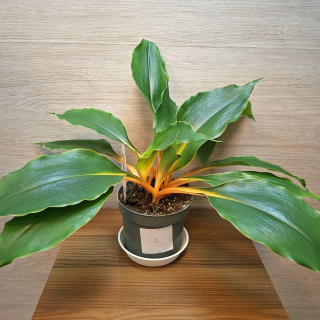 Chlorophytum Orchidastrum Green Orange č2