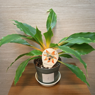 Chlorophytum Orchidastrum Green Orange č6