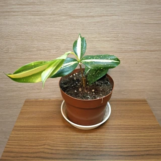 Dracaena Surculosa Milky Way "S" č1