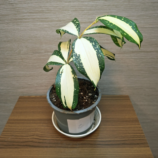 Dracaena Surculosa Milky Way "S" č2