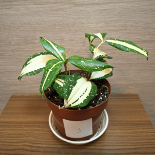 Dracaena Surculosa Milky Way "S" č3