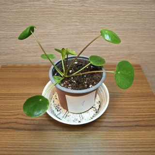 Pilea Peperomioides "S" č1
