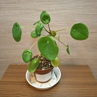Pilea Peperomioides "S" č1