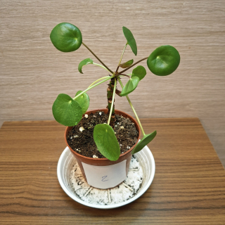 Pilea Peperomioides "S" č2