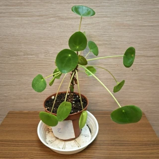 Pilea Peperomioides "S" č2