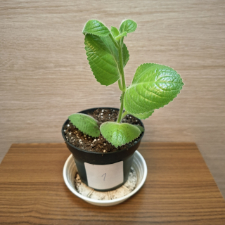 Plectranthus Amboinicus č1