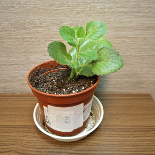Plectranthus Amboinicus č2