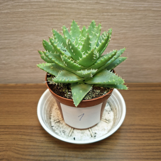 Aloe Brevifolia č1