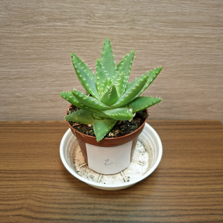 Aloe Brevifolia č2